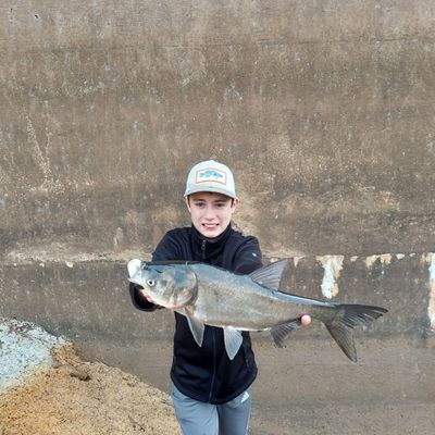 Recently caught Silver carp