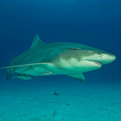 Recently caught Lemon shark