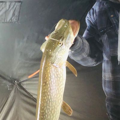 Recently caught Northern pike