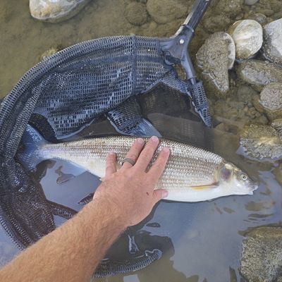 Recently caught Lake whitefish