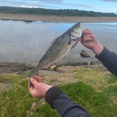 Recently caught Australian salmon