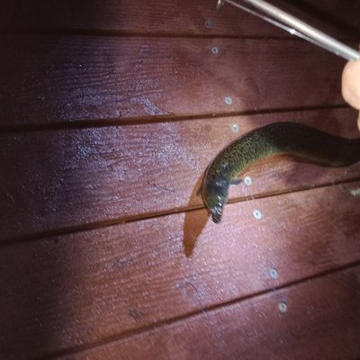 Recently caught Giant mottled eel
