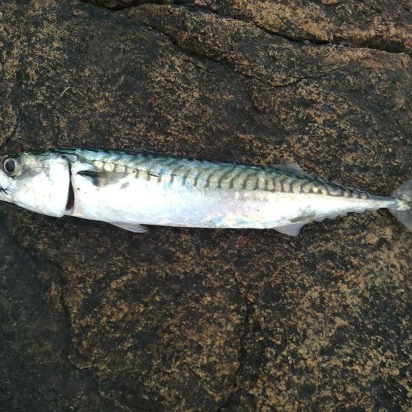 Recent Catches In St Amundon