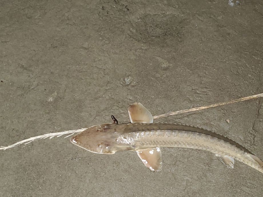 The most popular recent Pallid sturgeon catch on Fishbrain