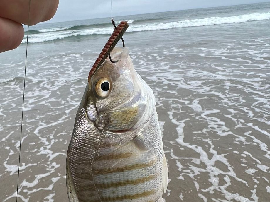 The most popular recent Barred surfperch catch on Fishbrain