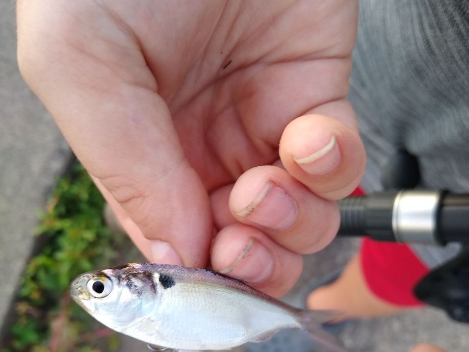 The most popular recent American gizzard shad catch on Fishbrain