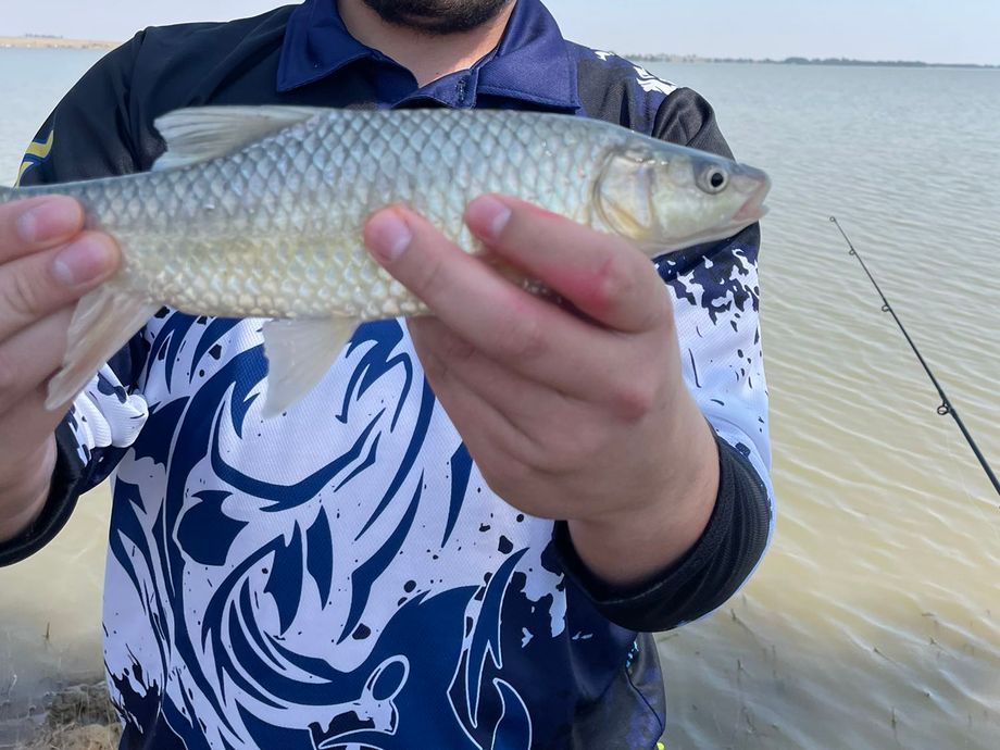 The most popular recent Smallmouth yellowfish catch on Fishbrain