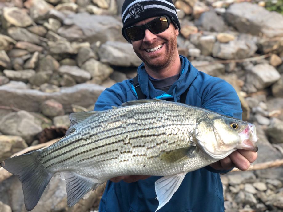 The most popular recent Hybrid striped bass catch on Fishbrain