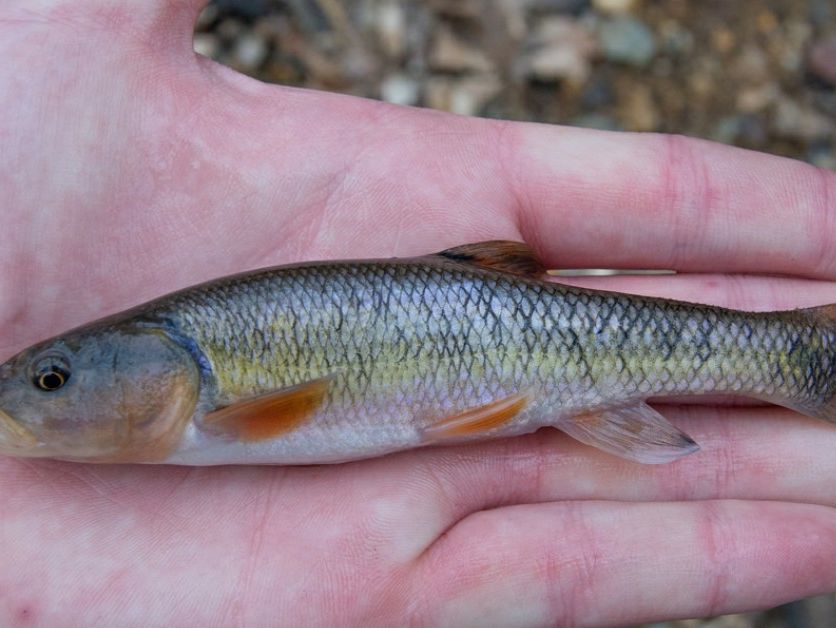 The most popular recent Creek chub catch on Fishbrain