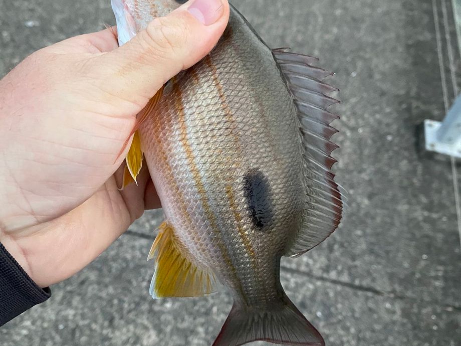 The most popular recent Moses perch catch on Fishbrain