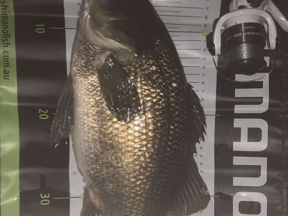 The most popular recent Australian bass catch on Fishbrain