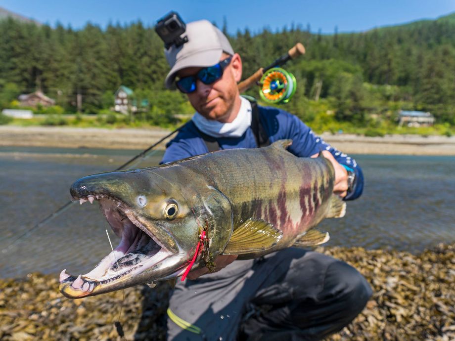 The most popular recent Chum salmon catch on Fishbrain