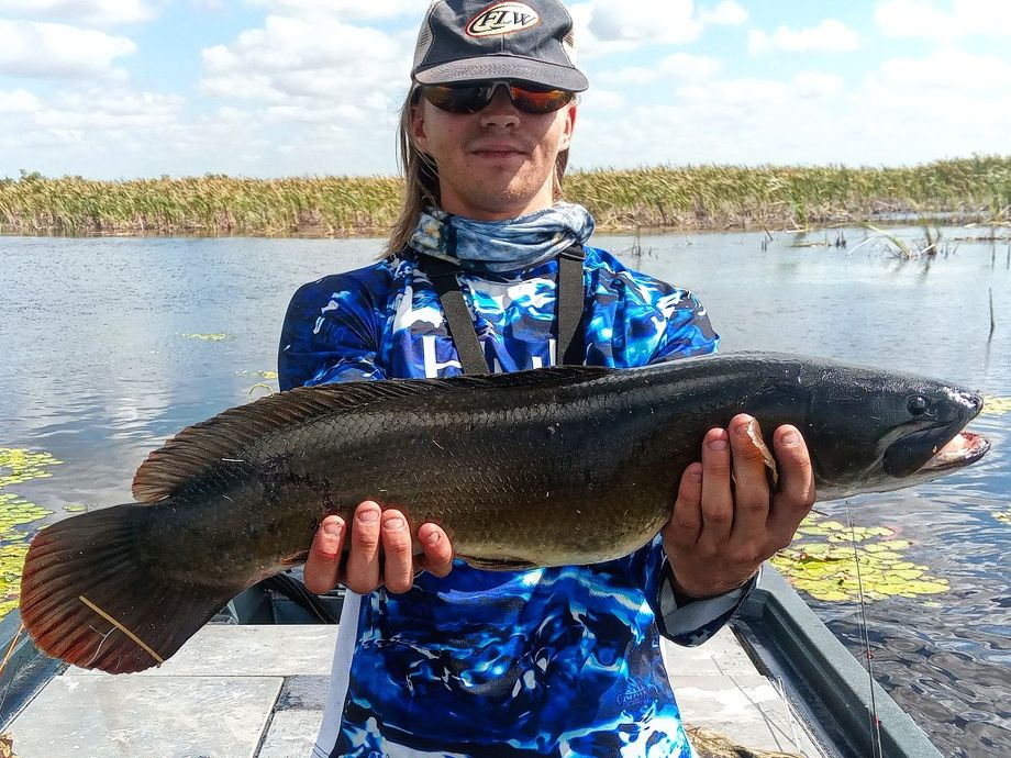 The most popular recent Bowfin catch on Fishbrain