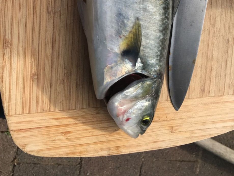 The most popular recent Western Australian salmon catch on Fishbrain