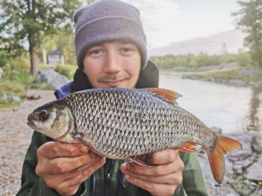 The most popular recent Common roach catch on Fishbrain