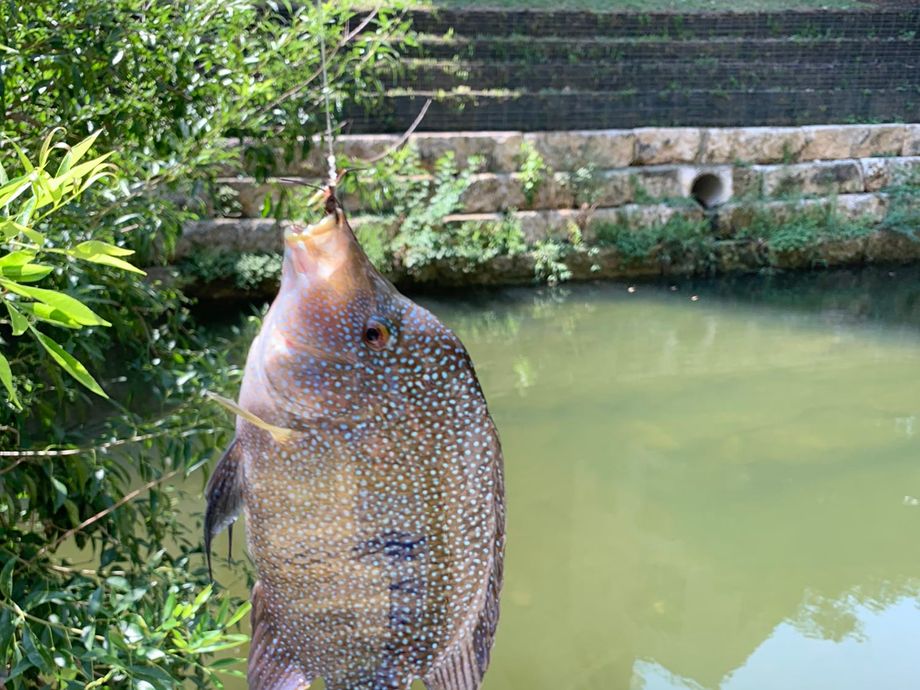 Fishing For Rio Grande Cichlid Near You Fishbrain