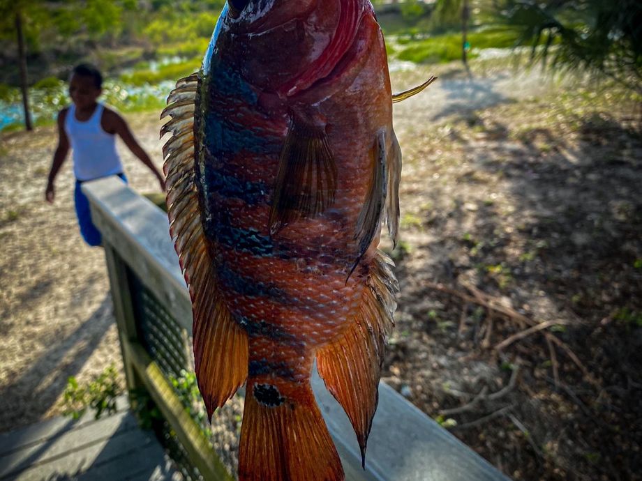 fishing-for-mayan-cichlid-near-you-fishbrain