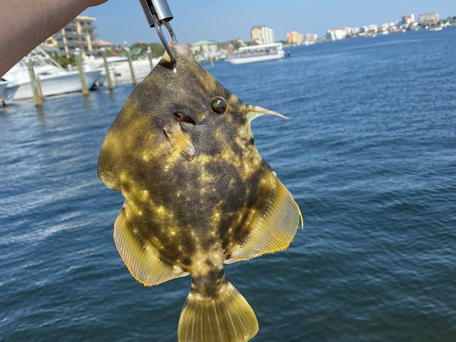 Download Fishing for Unicorn leatherjacket filefish near you ...