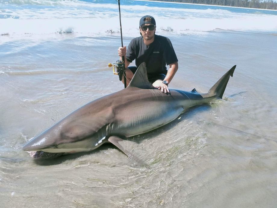 The most popular recent Copper shark catch on Fishbrain