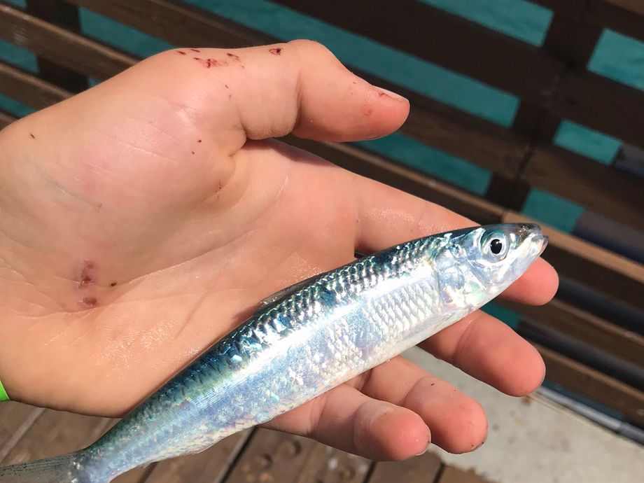 The most popular recent Atlantic herring catch on Fishbrain
