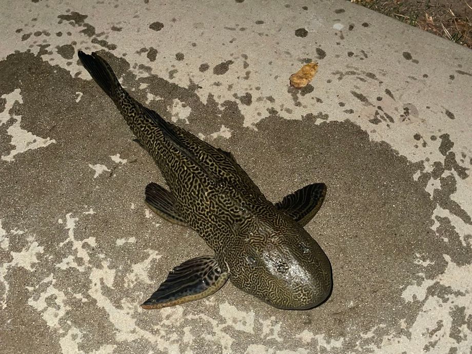 The most popular recent Suckermouth catfish catch on Fishbrain