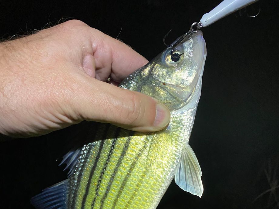 The most popular recent Yellow bass catch on Fishbrain