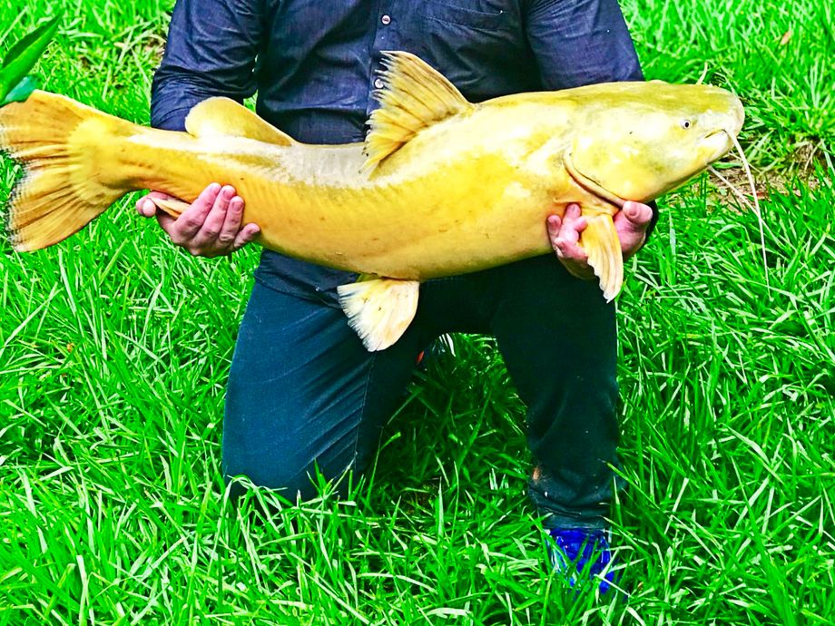 The most popular recent Yellow bullhead catch on Fishbrain