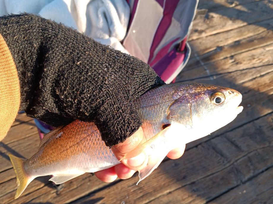 The most popular recent White croaker catch on Fishbrain