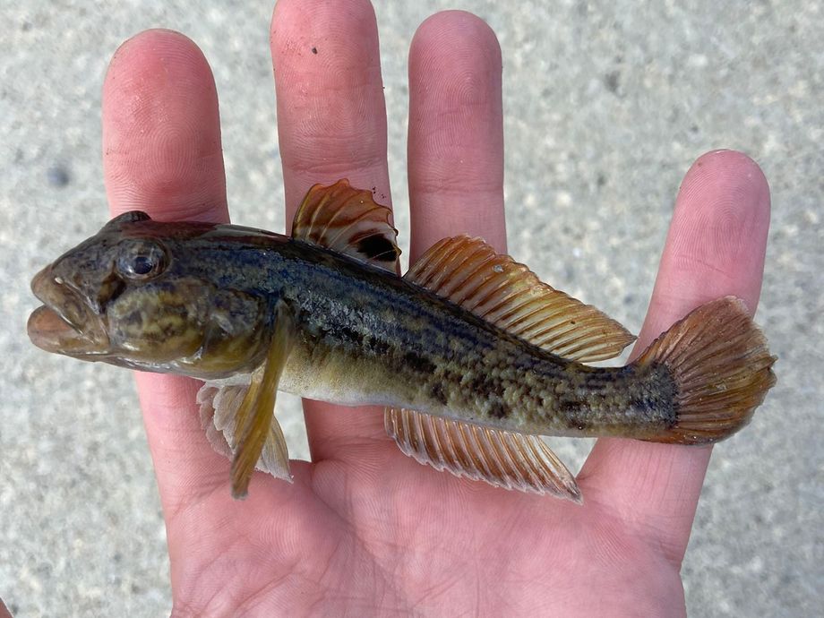 The most popular recent Round goby  catch on Fishbrain