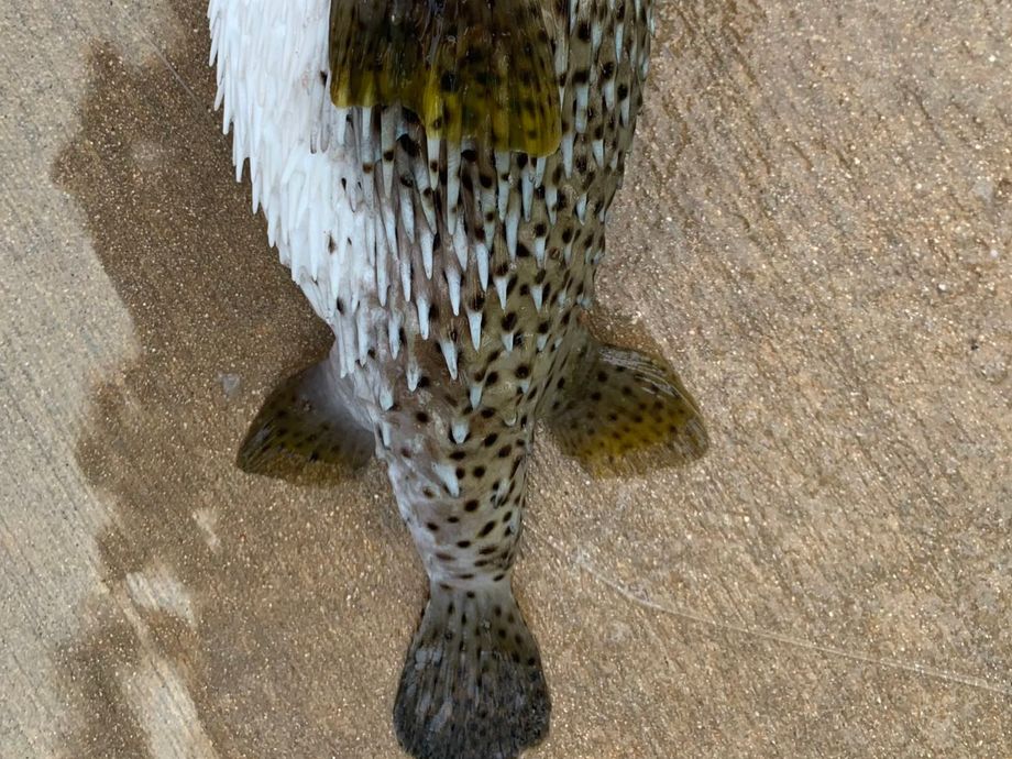 The most popular recent Spot-fin porcupinefish catch on Fishbrain