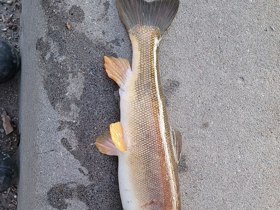 The most popular recent Longnose sucker catch on Fishbrain
