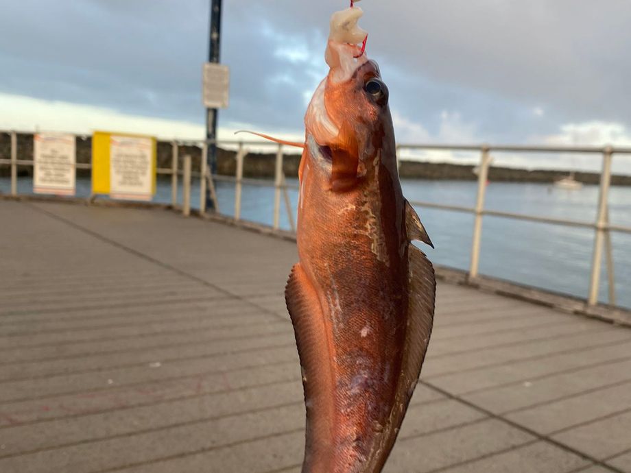 The most popular recent Red codling catch on Fishbrain