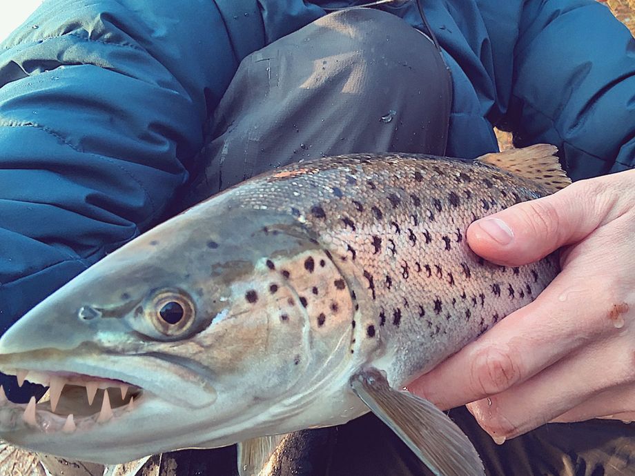 The most popular recent Tiger trout catch on Fishbrain