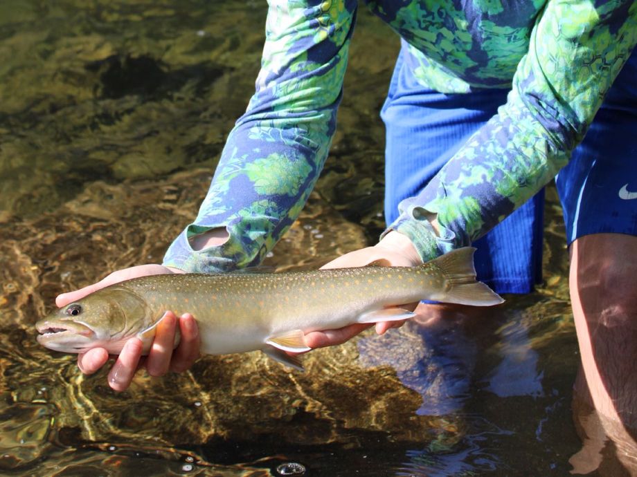 The most popular recent Bull trout catch on Fishbrain