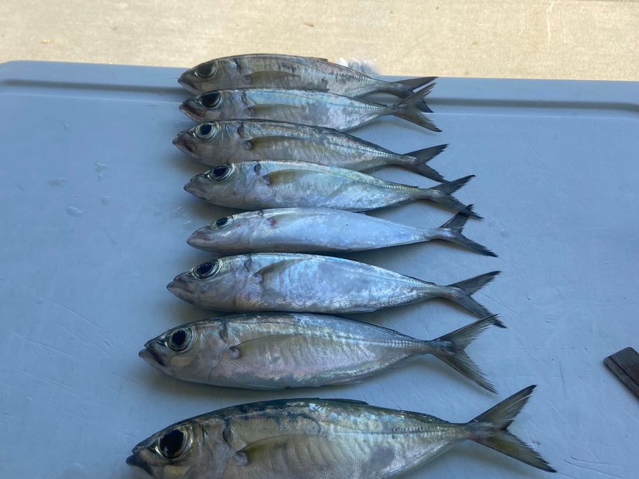 The most popular recent Bigeye scad catch on Fishbrain