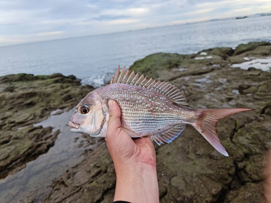 The most popular recent Australasian snapper catch on Fishbrain