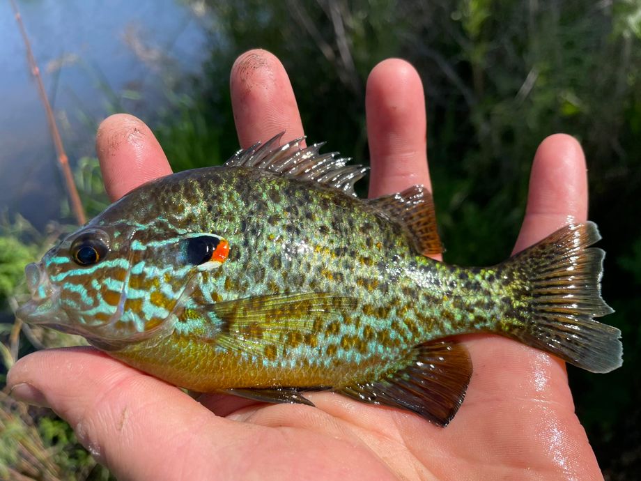The most popular recent Pumpkinseed catch on Fishbrain