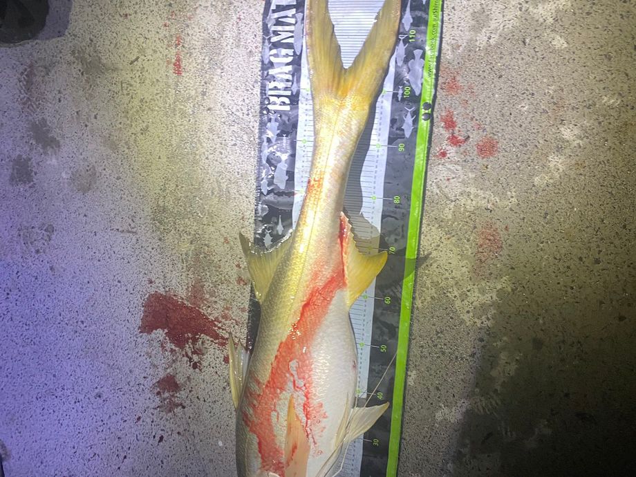 The most popular recent King threadfin catch on Fishbrain