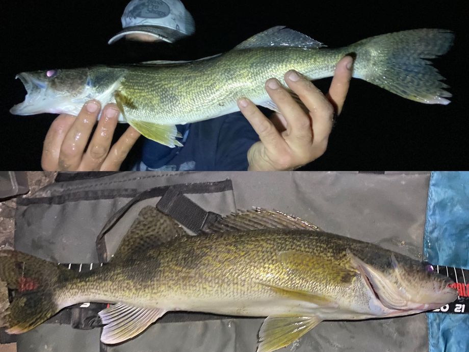 The most popular recent Saugeye catch on Fishbrain