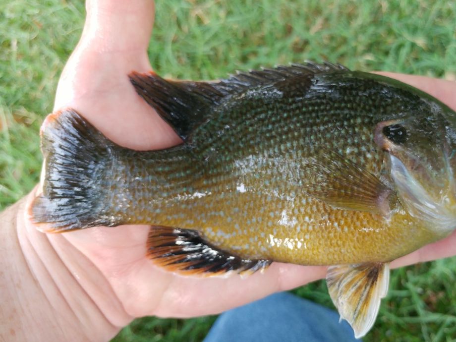 The most popular recent Green sunfish catch on Fishbrain