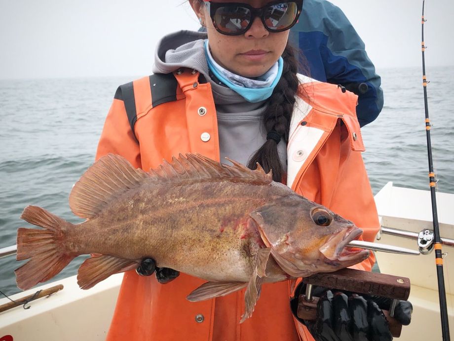 The most popular recent Copper rockfish catch on Fishbrain