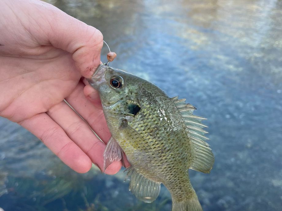The most popular recent Redspotted sunfish catch on Fishbrain