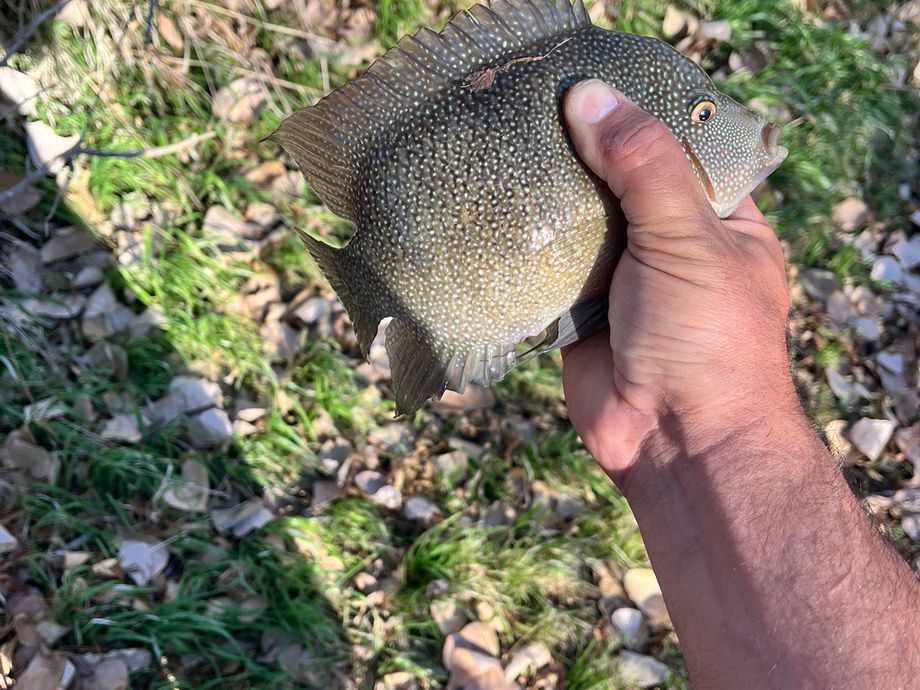 The most popular recent Rio Grande Cichlid catch on Fishbrain