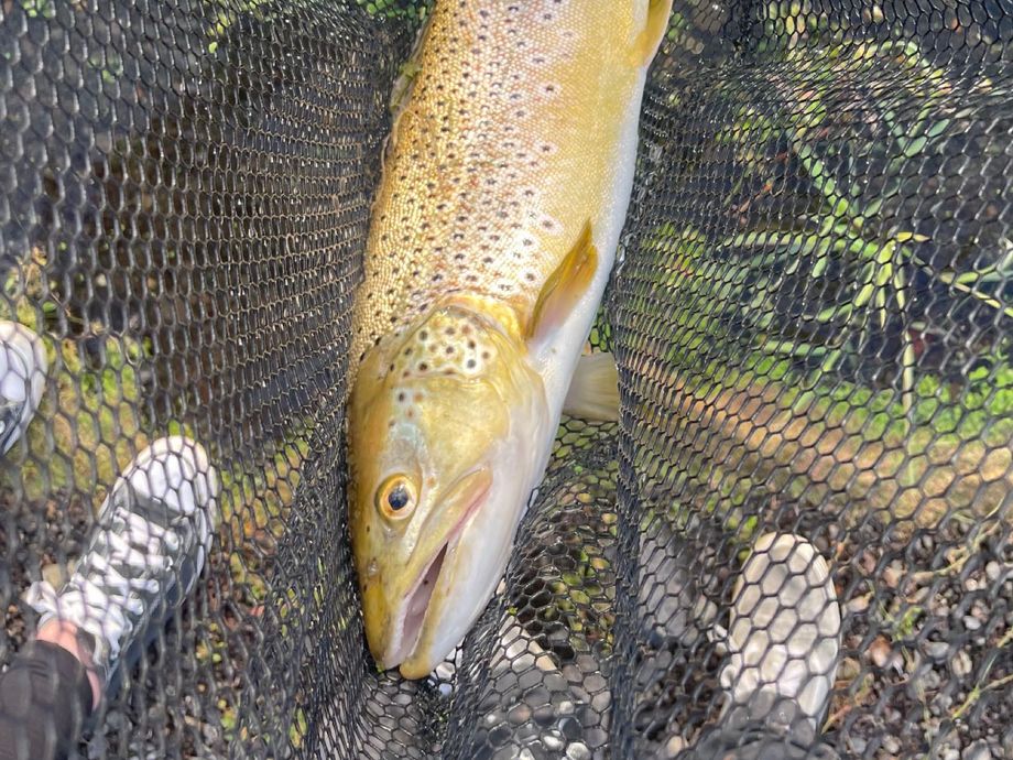 The most popular recent Brown trout (fario) catch on Fishbrain