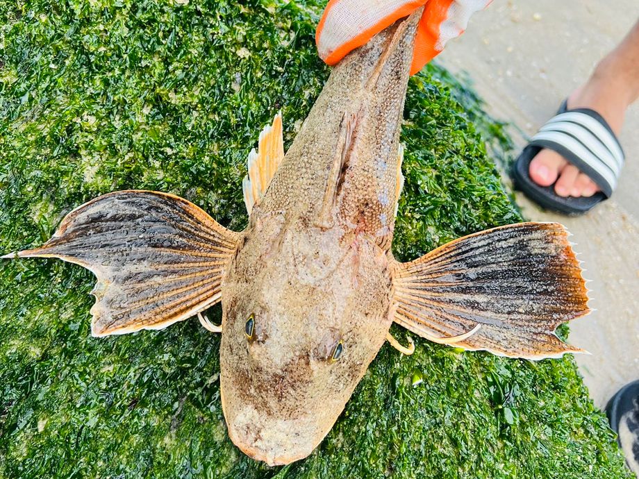The most popular recent Flying gurnard catch on Fishbrain