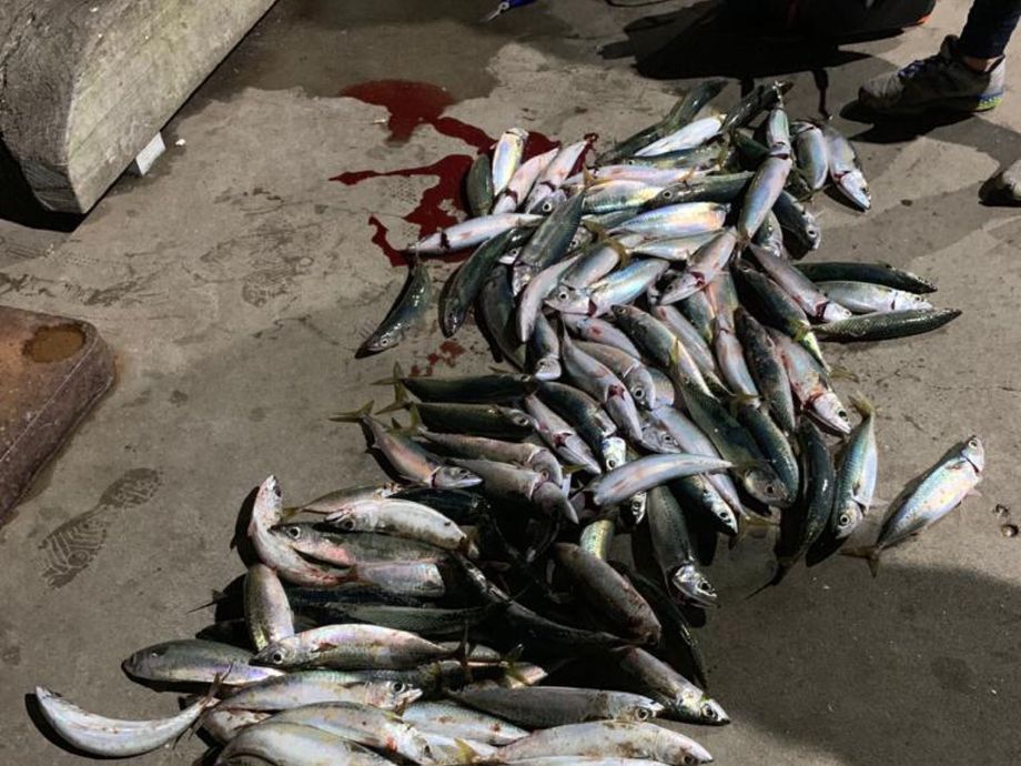 The most popular recent Blue mackerel catch on Fishbrain