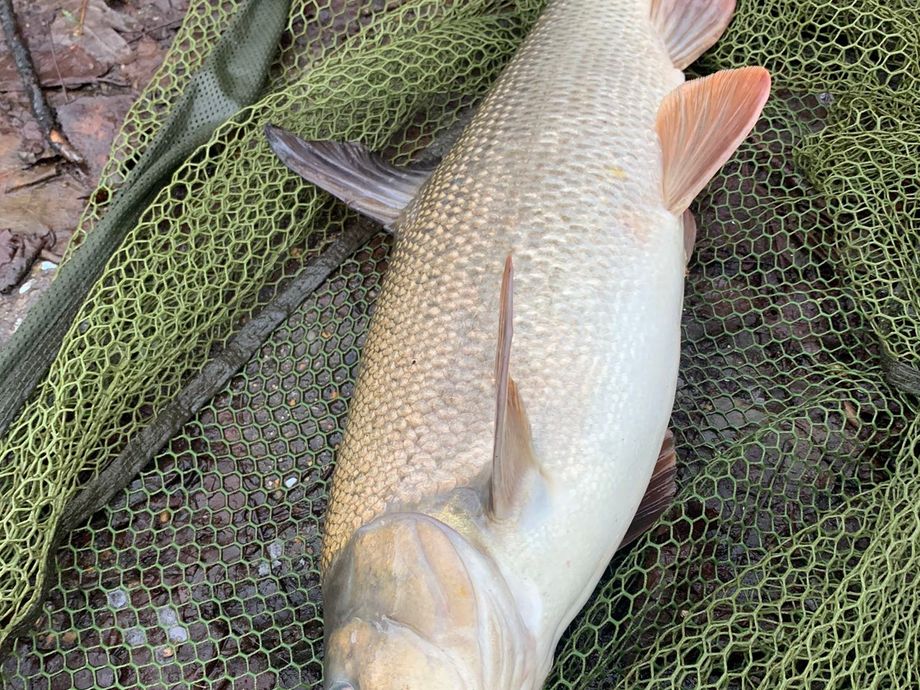 The most popular recent Common barbel catch on Fishbrain