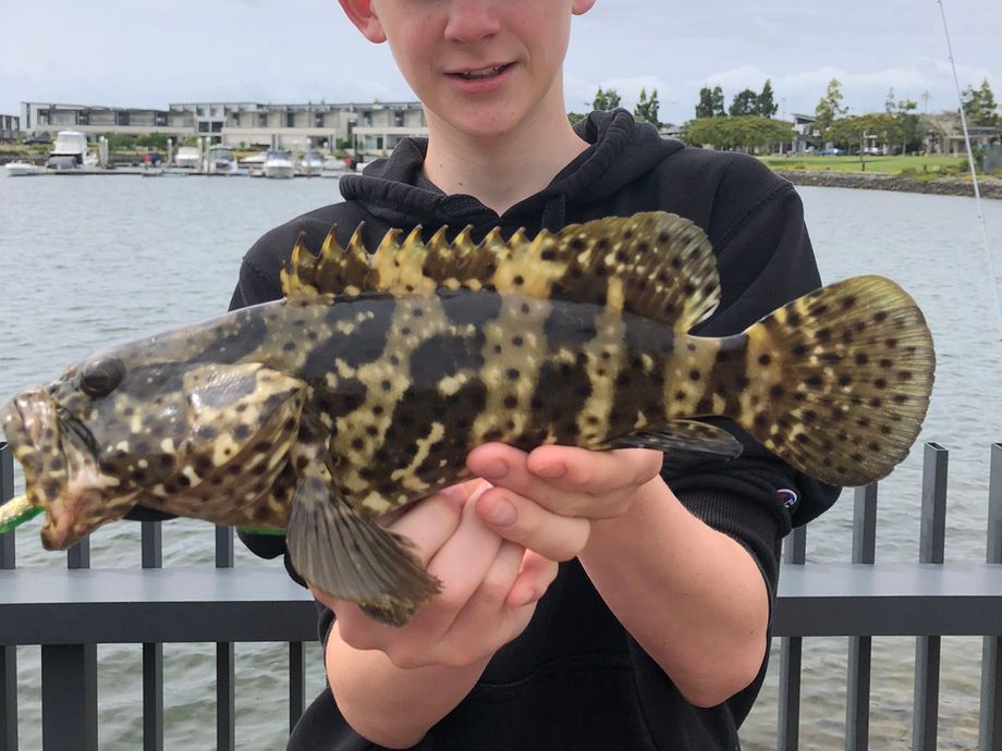 The most popular recent Orange-spotted grouper catch on Fishbrain