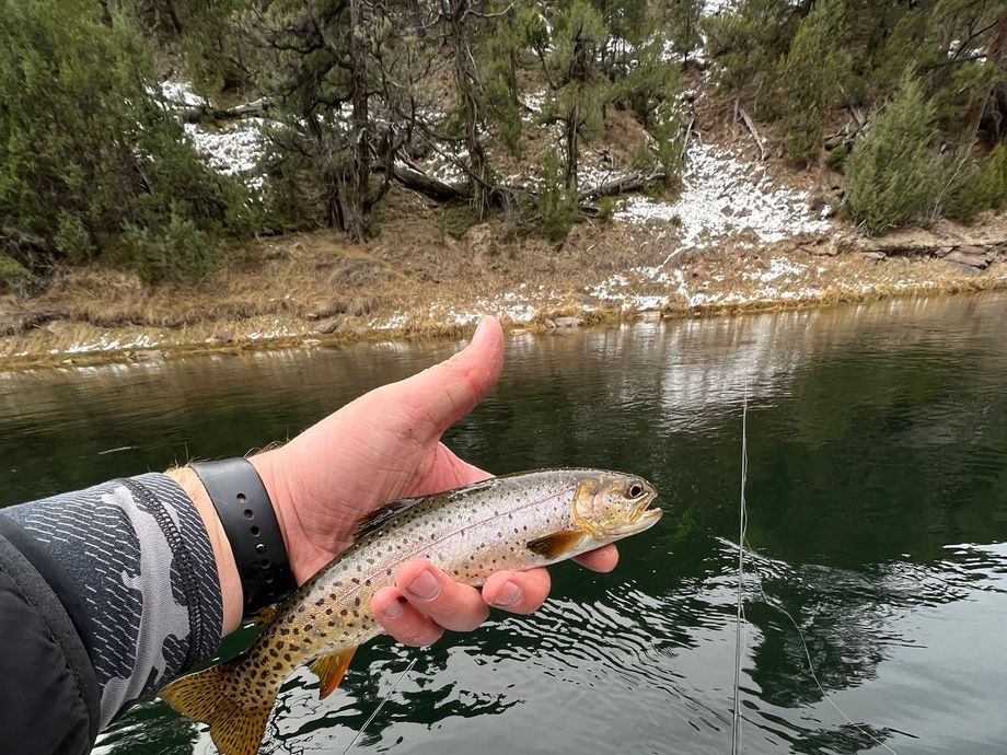 The most popular recent Colorado river cutthroat trout catch on Fishbrain