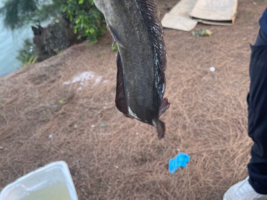 The most popular recent Blunt-toothed African catfish catch on Fishbrain